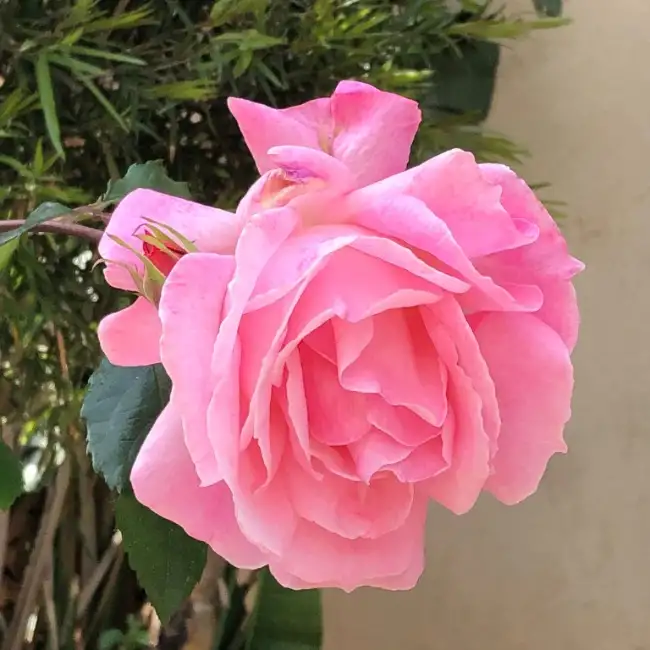 Adm, 61, תל אביב - עלית דייט